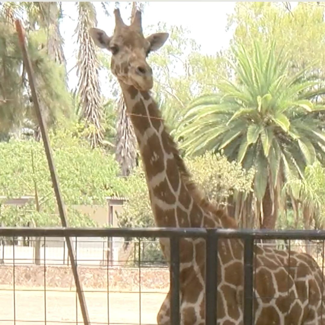 Muere Jirafa en el Zoológico de León; se Investigan las Causas.